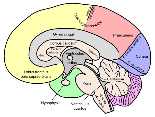 Michelangelo's Creation of Adam - do you see a brain?